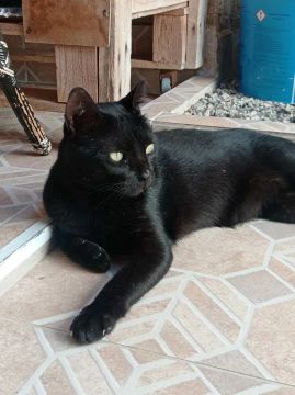 Gatinho castrado pra adoção 