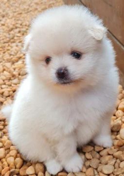 lulu da pomerania lindos pompom 