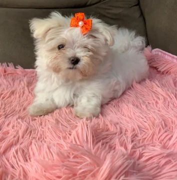 Maltês: A Beleza e Elegância em um Só Cão