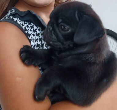 Filhote Pug Preto