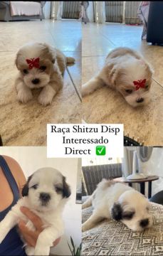 Filhotes Shih Tzu Lindos