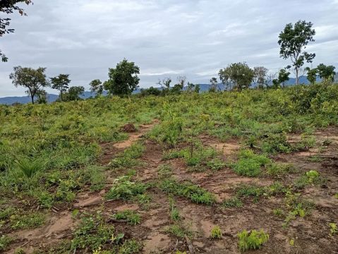 Fazenda 187 alq. No Tocantins 80 desmatado 35 formado 32 milhoes