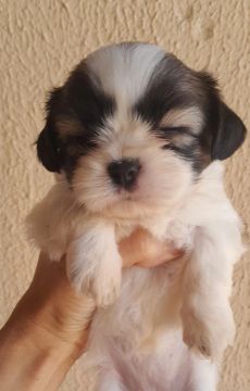 Filhote Shih Tzu - Uma fofura!