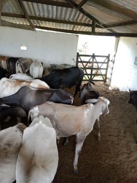 Gado a venda