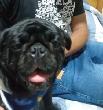 Último filhote de pug disponível 