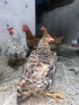 VENDO GALINHAS