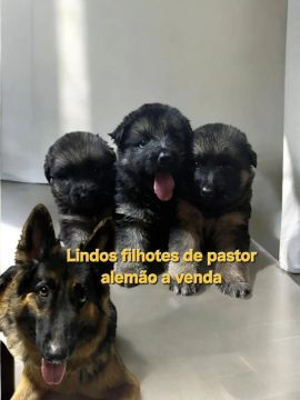 filhotes de Pastor Alemão puros