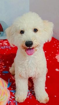 VENDO FÊMEA Poodle 