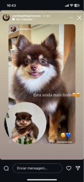 Lindo filhotes de Spitz Alemão