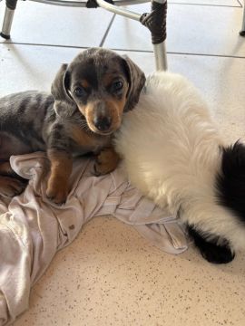 Dachshund fêmea 