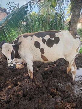 Vaca 