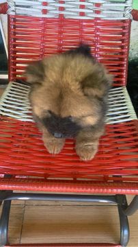 Filhote de Chow-Chow