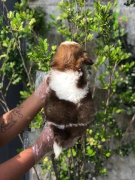 Shih tzu branco, castanho e preto disponivel na loja em sao caetano 