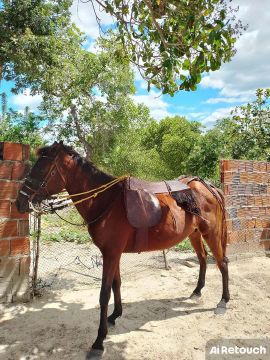 Egua Mangalarga Marchador para venda