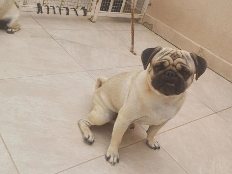 Pug macho disponível para adoção