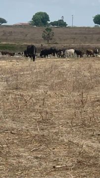 Vacas , Novilhas , Garrotas ,  Bezerros no Ceará  