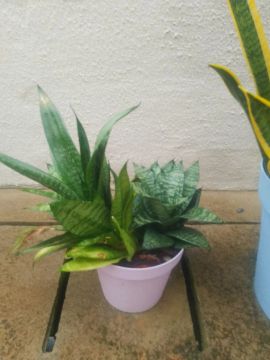 Duas plantas de interior em vaso