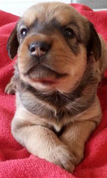 Filhote de cachorro disponível para adoção