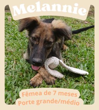 Para adoção URGENTE
