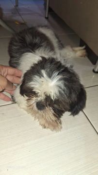 Shih Tzu Fofo Procurando Novo Lar