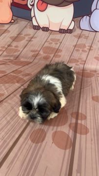 Filhotes de Shih Tzu 