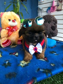 Shihtzu macho dourado 
