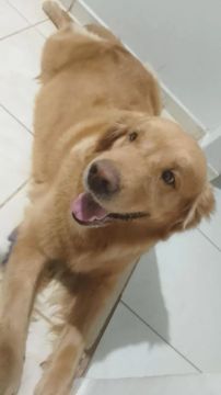  Golden Retriever Fofo Procurando Lar ela tem pedigree CBKC