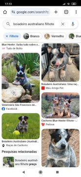 Vendo filhotes de blue heeler (boiadeiro australiano) 