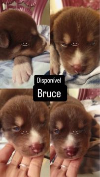 Filhotes de Husky Siberiano puros 