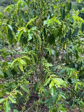 Fazenda de café produzindo em Carmo de Minas 