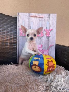 Chihuahua miniatura com procedência macho e fêmea