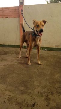 Cachorro caramelo para adoção