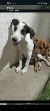 Dois filhotes lindos para adoção!