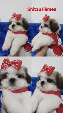 *Shih Tzu* 