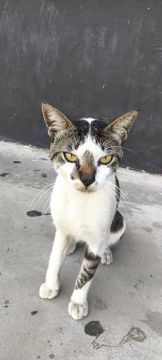 Gato branco e cinza de porte médio