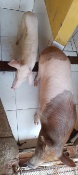Vendo  CASAL  por  1200   reais 