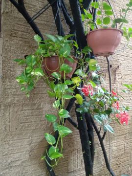 Plantas em Vasos Pendurados