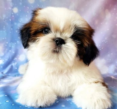 Shih tzu os mais lindos bebês 