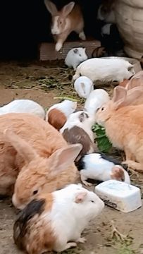 Coelhos e Porquinho da Índia 