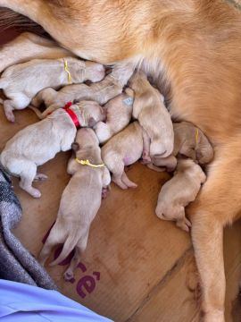 Golden Retriever Filhotes 