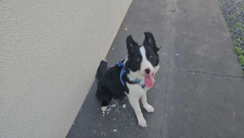Boder Collie Filhote