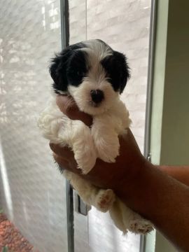 Poodles Puro