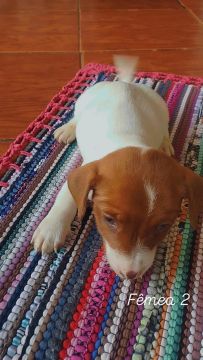 Filhote de Jack Russel Terrier 