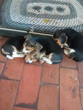 Filhotes de beagles 