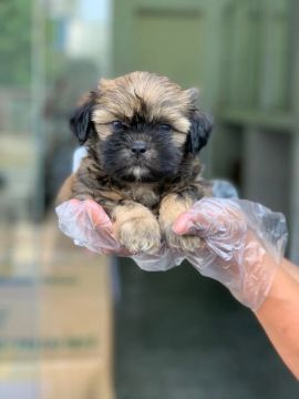 Shih Tzu irresistíveis esperando por você  !!!