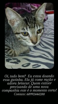 Gatinha Fêmea para adoção