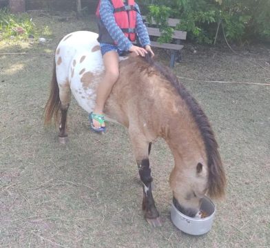 Pônei dócil para crianças