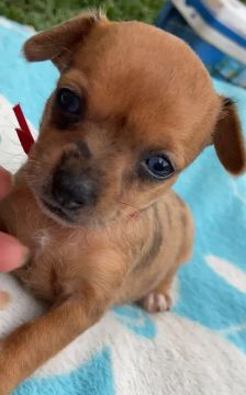 Filhote de pinscher exótico 