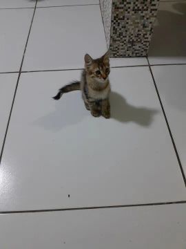 Gatinho adorável para adoção femea 9 meses