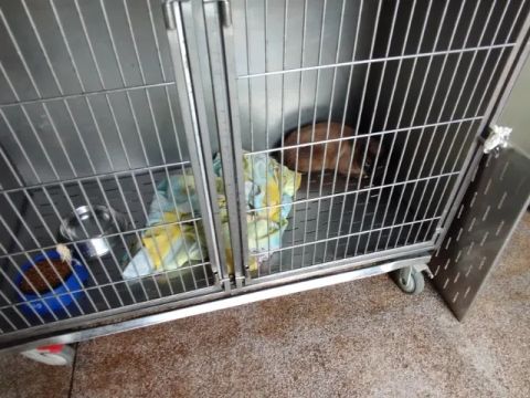 Gato siamês disponível para adoção.